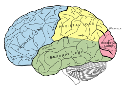 Brain (from Wikipedia)